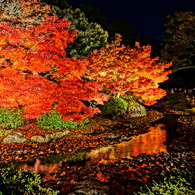 紅葉