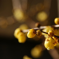 芳しき花