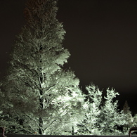 雪の夜の樹