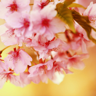 桜人･･･。