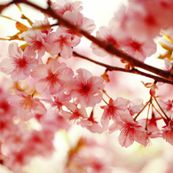 桜流し･･･。