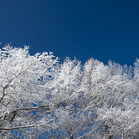 雪華