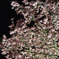 みなみの夜桜　①