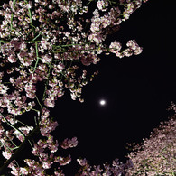 みなみの夜桜　②