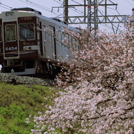 満開の下（小畑川橋梁）