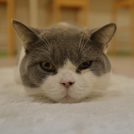 猫18