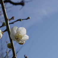IMGP0268