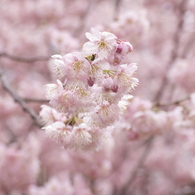 桜色