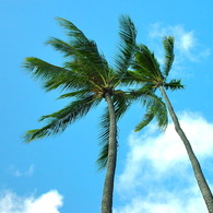 Wind blow