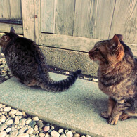 猫