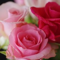 夜の薔薇スタジオ-3