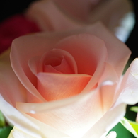 夜の薔薇スタジオ-4