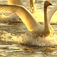Morning of Swan IX