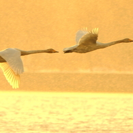 Morning of Swan XI