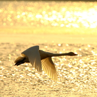 Morning of Swan XII