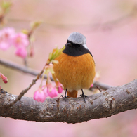 河津桜とジョウビタキ