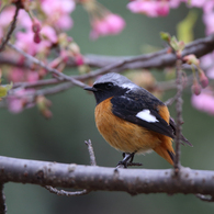 河津桜とジョウビタキ