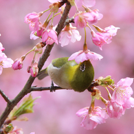 河津桜とメジロ