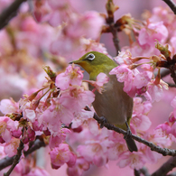 河津桜とメジロ