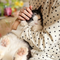 ２１歳の猫と
