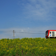 菜の花列車