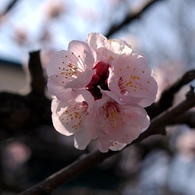 梅