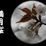 満月桜