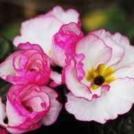 花色季節 近所の花＃9