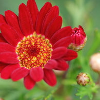 花色季節 近所の花＃11