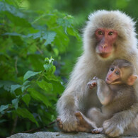 Mother and Baby
