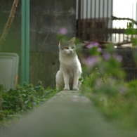 近所の野良猫39