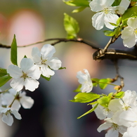 白と緑　駿河桜の実生