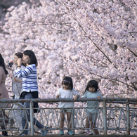 満開の桜