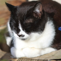 表参道裏の路地にいた猫