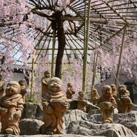 羅漢さんと御幸桜