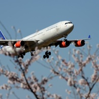 ☆☆　桜の中に　☆☆