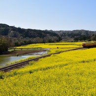 黄色い草原を駆け抜ける