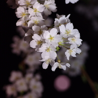 月と桜と