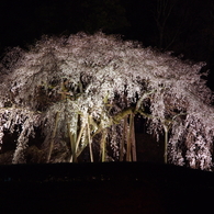 奥山田のしだれ桜 2015