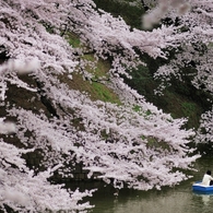the Chidorigafuchi Moat