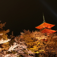 復活の塔・夜桜とともに