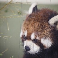 イケメンレッサー