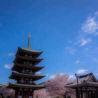 日泰寺の春