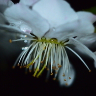 夜春雨