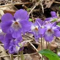 ニオイタチツボスミレ～濃紫色花