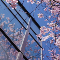 桜ウィンドウⅡ