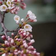 山形市に桜前線到達-3