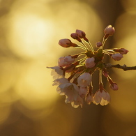 夕照桜