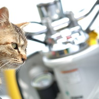 近所の野良猫42