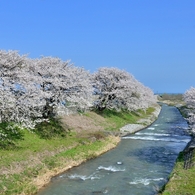 舟川桜づつみ（下流側）
